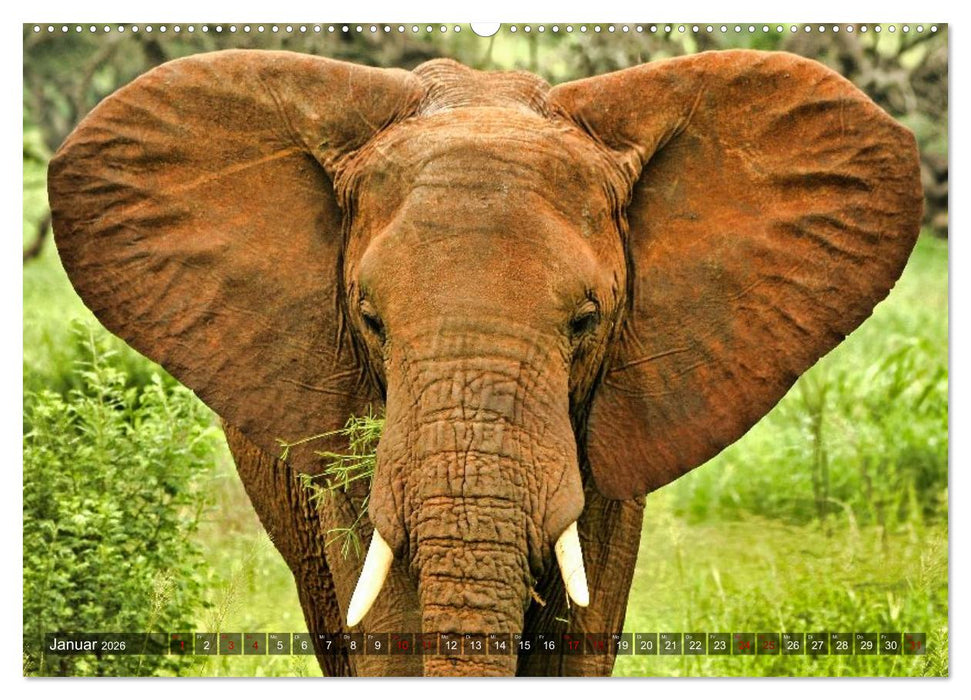 Elefanten Begegnungen im östlichen und südlichen Afrika (CALVENDO Premium Wandkalender 2026)