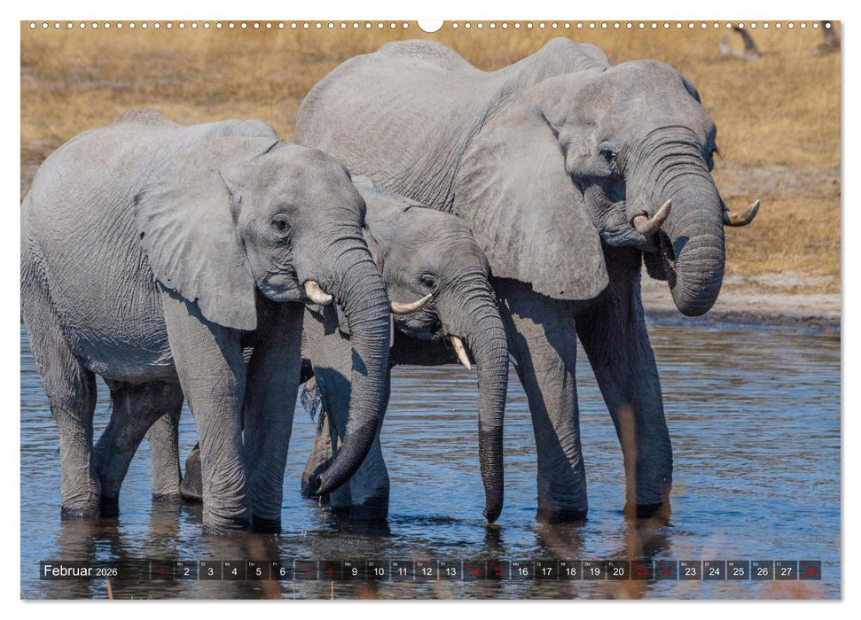 Elefanten Begegnungen im östlichen und südlichen Afrika (CALVENDO Premium Wandkalender 2026)