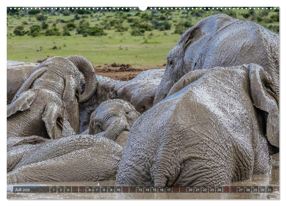 Elefanten Begegnungen im östlichen und südlichen Afrika (CALVENDO Premium Wandkalender 2026)