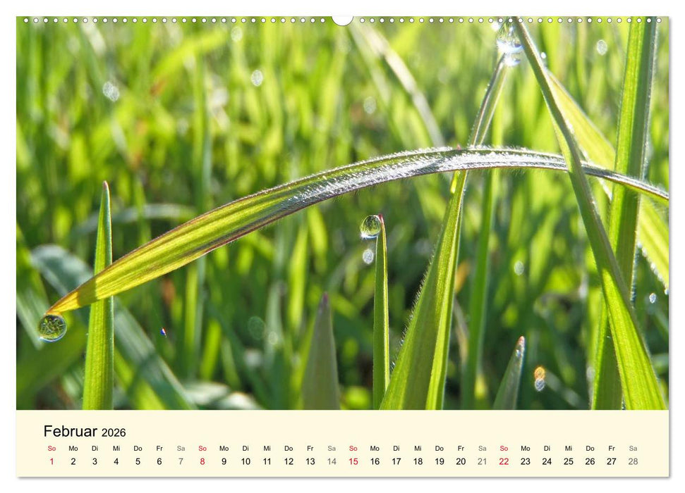 Kraftquelle Grün (CALVENDO Premium Wandkalender 2026)