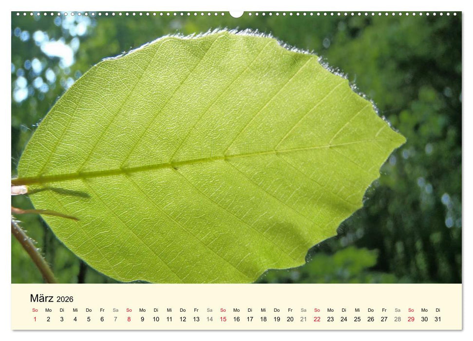Kraftquelle Grün (CALVENDO Premium Wandkalender 2026)