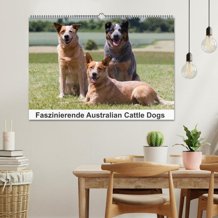 Faszinierende Australian Cattle Dogs (CALVENDO Wandkalender 2026)