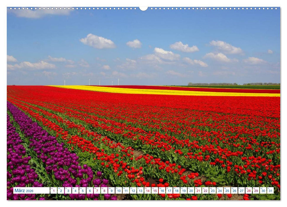 Magdeburg und Umgebung 2026 (CALVENDO Premium Wandkalender 2026)