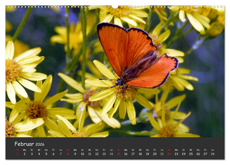 Wunderschöne Schmetterlinge (CALVENDO Wandkalender 2026)