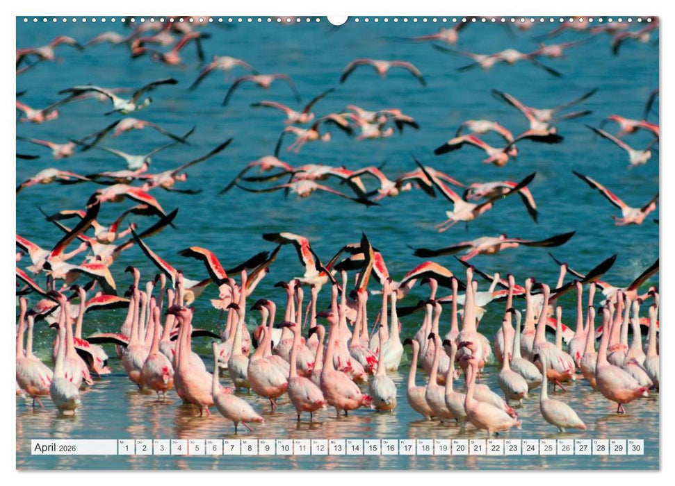 Südafrika / Landschaften & Tiere / Christian Heeb (CALVENDO Premium Wandkalender 2026)