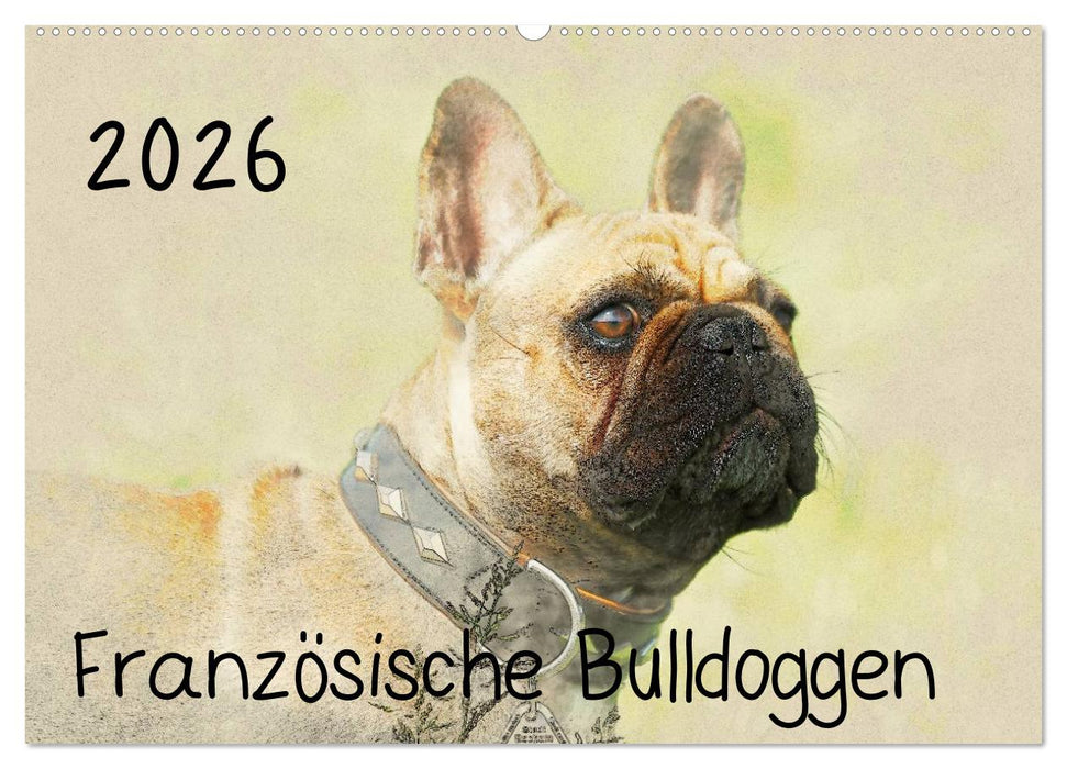 Französische Bulldoggen 2026 (CALVENDO Wandkalender 2026)