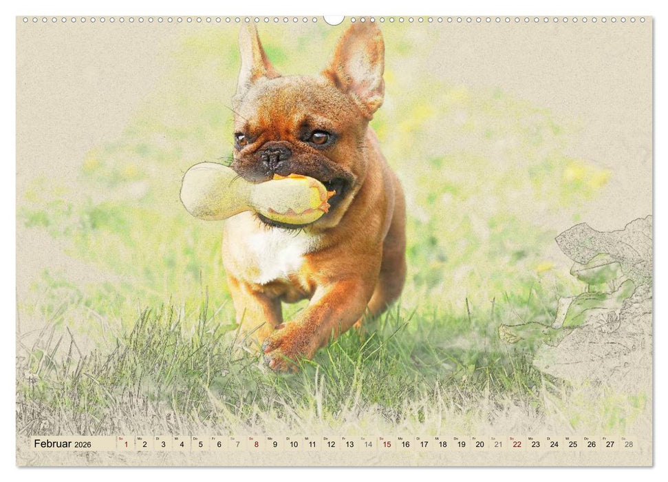 Französische Bulldoggen 2026 (CALVENDO Wandkalender 2026)