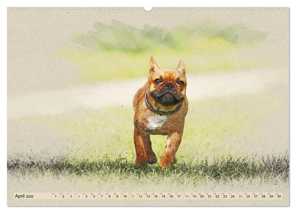 Französische Bulldoggen 2026 (CALVENDO Wandkalender 2026)