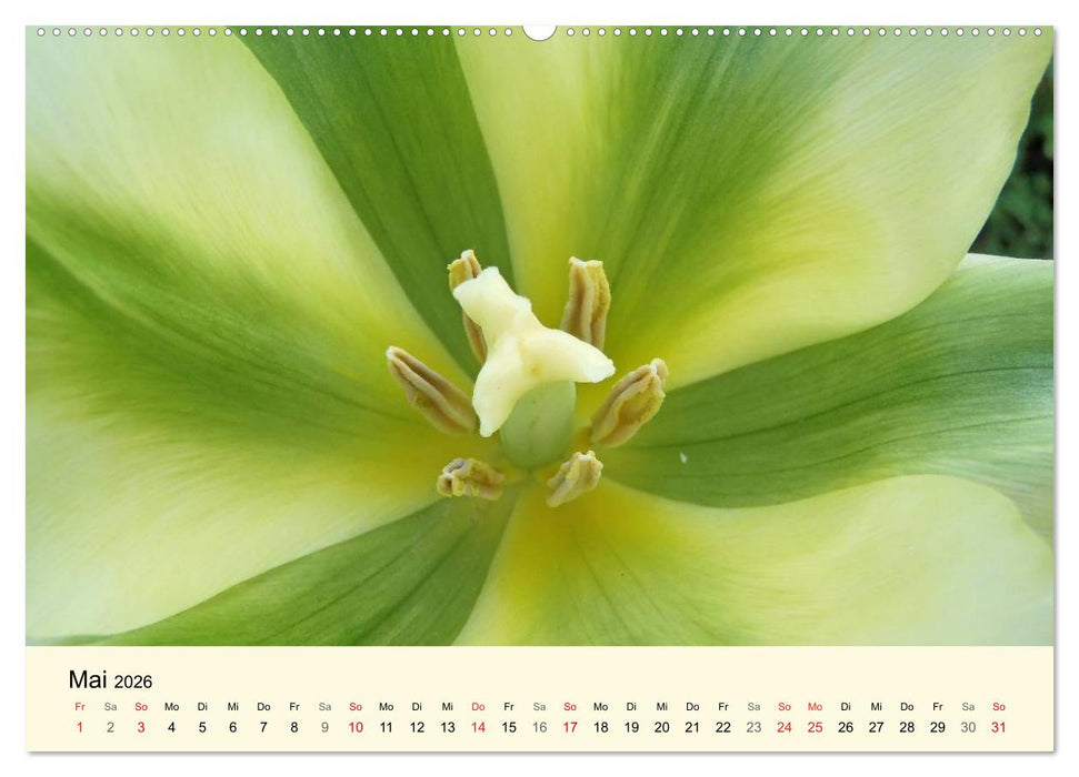 Kraftquelle Grün (CALVENDO Wandkalender 2026)