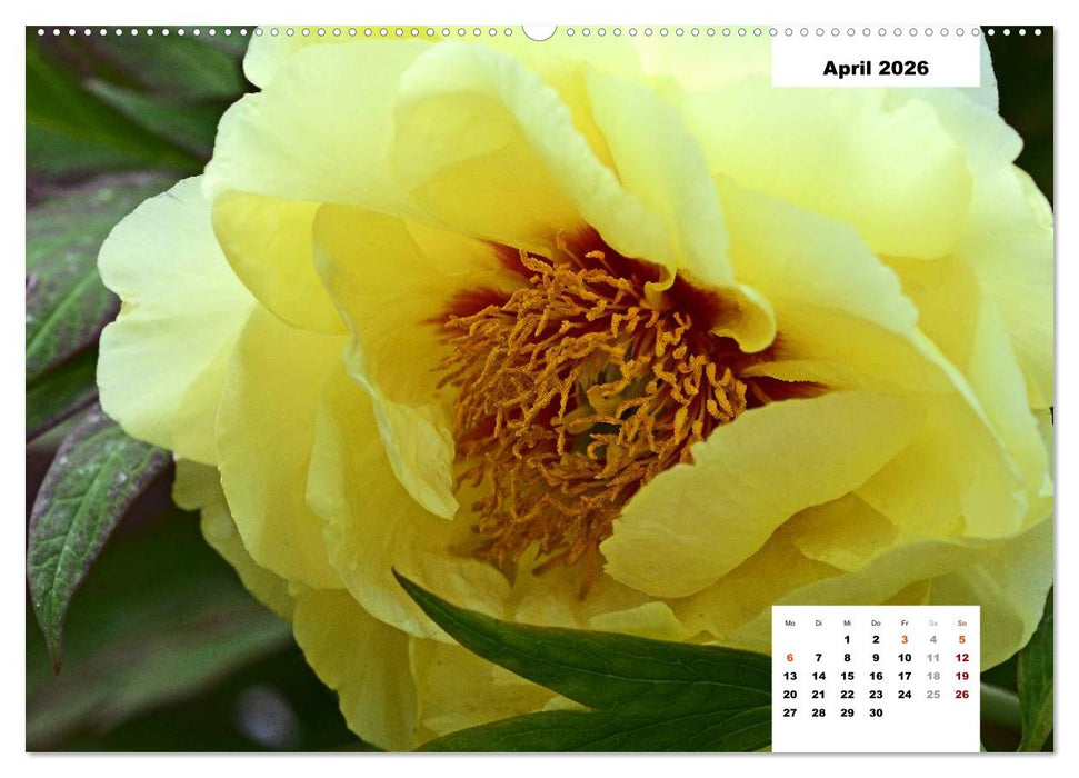 Zauber der Päonien-Blüte (CALVENDO Premium Wandkalender 2026)
