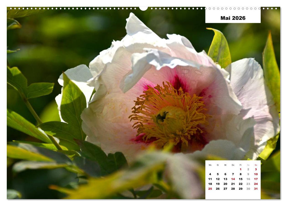 Zauber der Päonien-Blüte (CALVENDO Premium Wandkalender 2026)