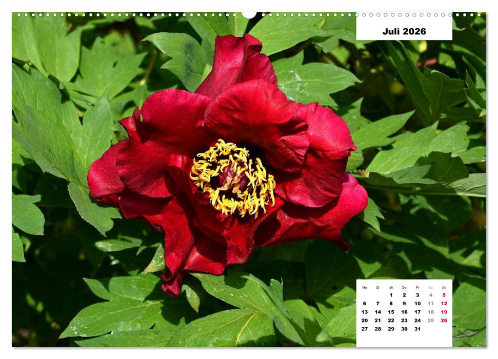 Zauber der Päonien-Blüte (CALVENDO Premium Wandkalender 2026)