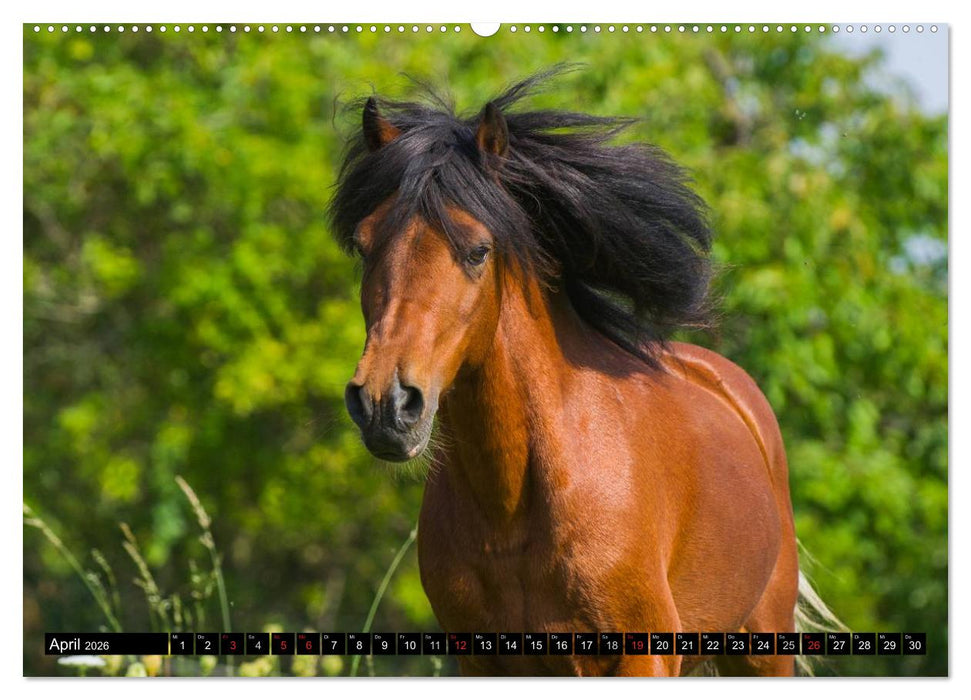 Welt der Pferde (CALVENDO Premium Wandkalender 2026)