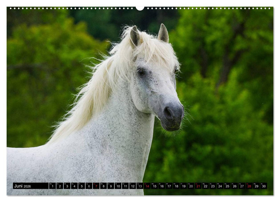 Welt der Pferde (CALVENDO Premium Wandkalender 2026)