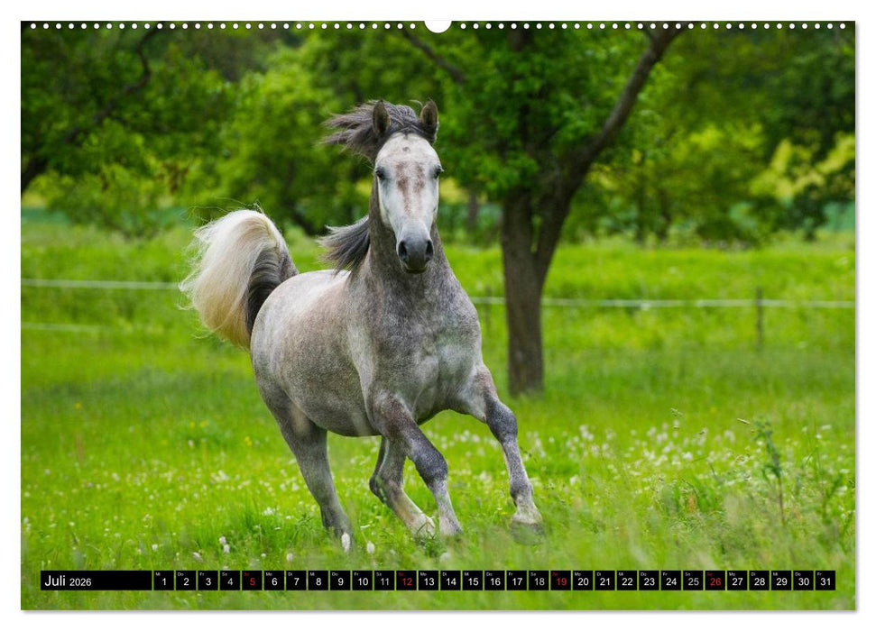Welt der Pferde (CALVENDO Premium Wandkalender 2026)