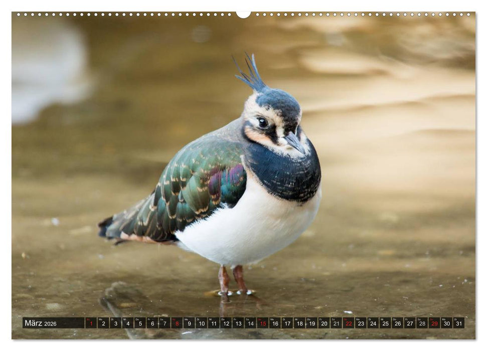 Pellworm 2026 (CALVENDO Premium Wandkalender 2026)