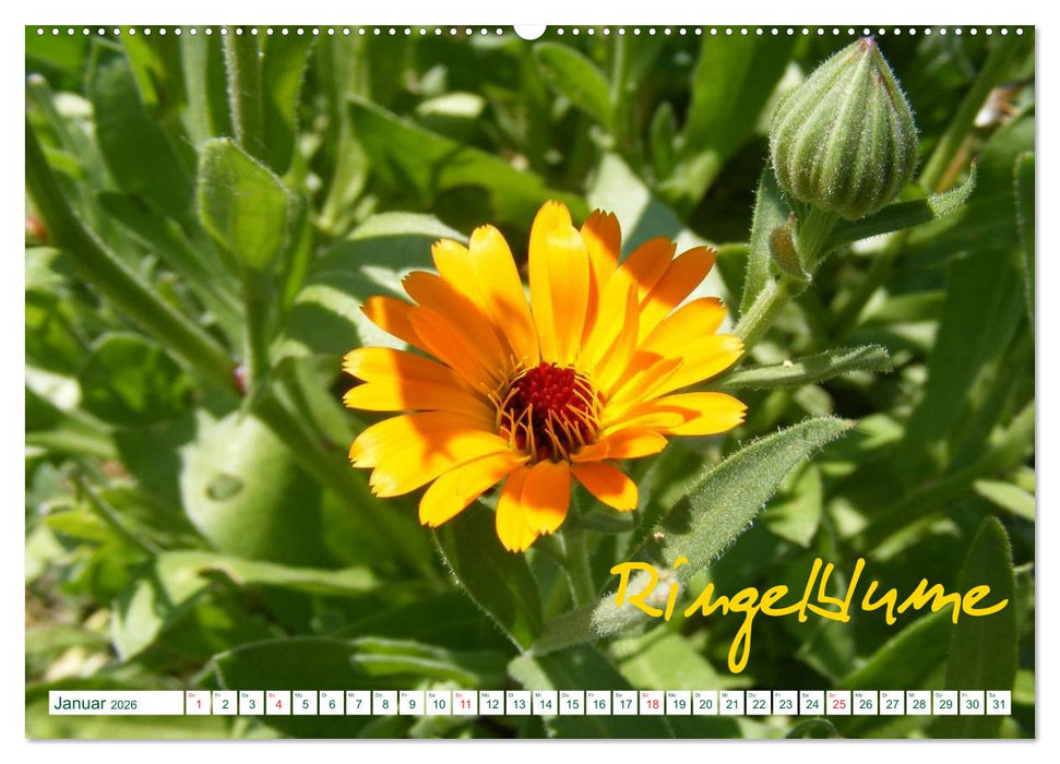 Kräuter - Gesund, hübsch und lecker (CALVENDO Wandkalender 2026)