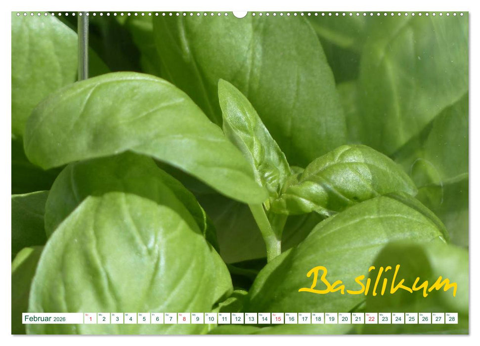 Kräuter - Gesund, hübsch und lecker (CALVENDO Wandkalender 2026)