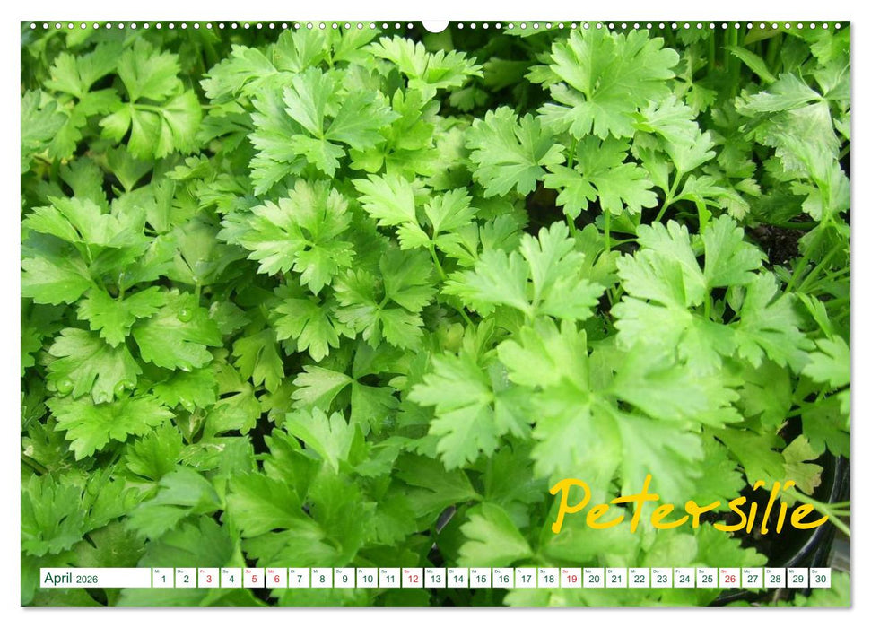 Kräuter - Gesund, hübsch und lecker (CALVENDO Wandkalender 2026)