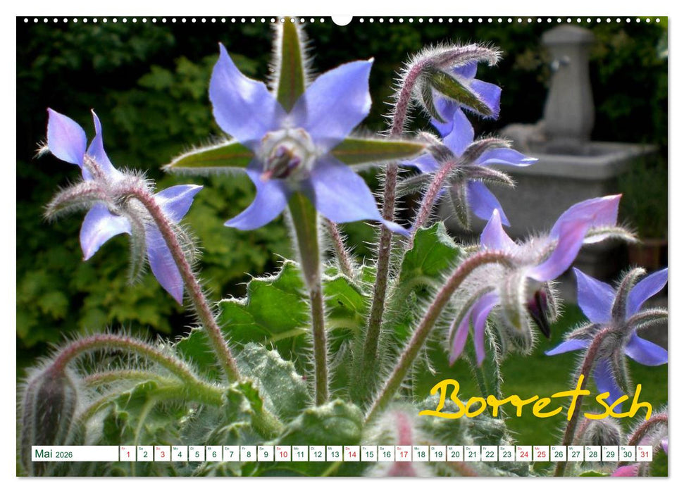 Kräuter - Gesund, hübsch und lecker (CALVENDO Wandkalender 2026)