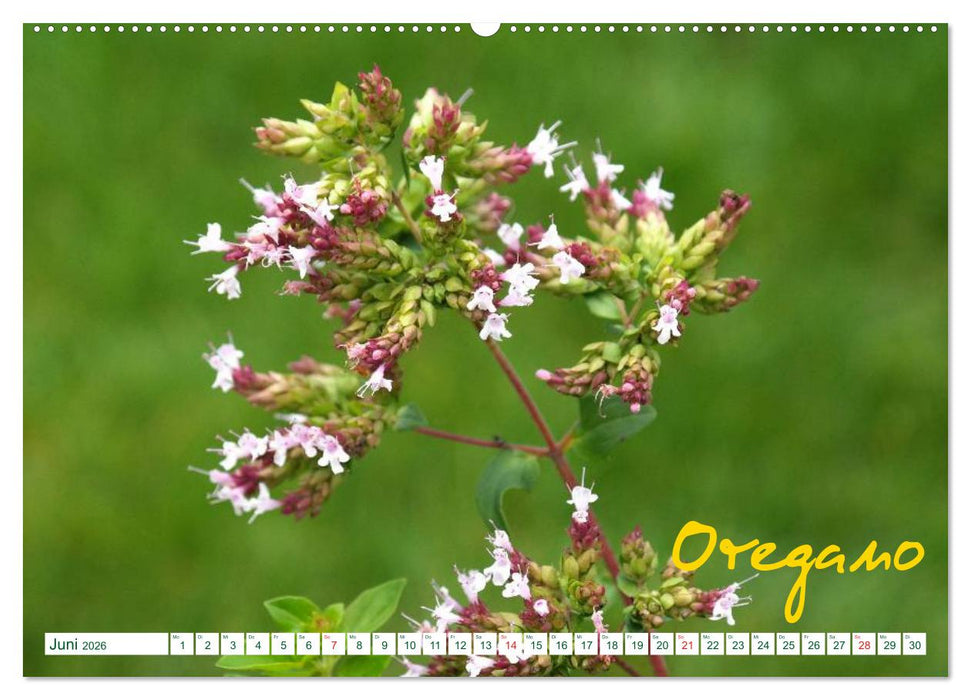 Kräuter - Gesund, hübsch und lecker (CALVENDO Wandkalender 2026)