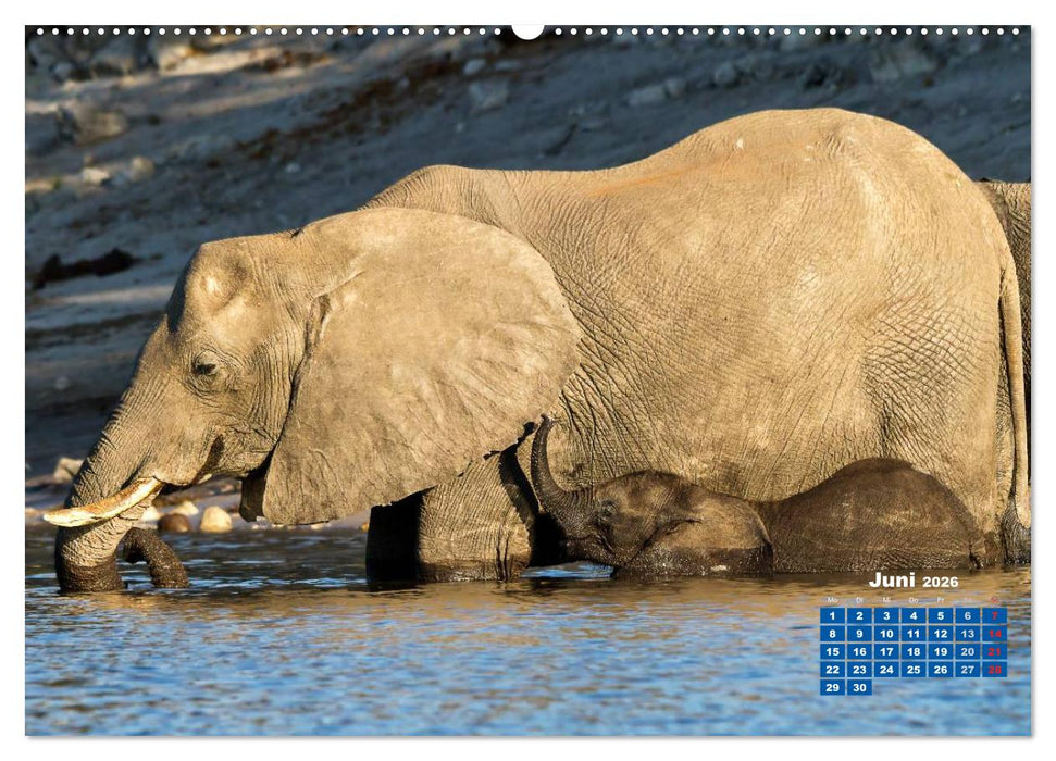 Afrikas Tierwelt: Elefantenbabys (CALVENDO Premium Wandkalender 2026)