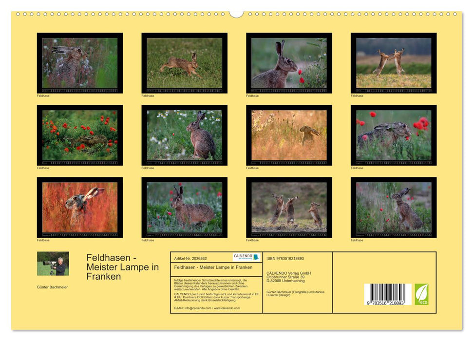 Feldhasen - Meister Lampe in Franken (CALVENDO Premium Wandkalender 2026)