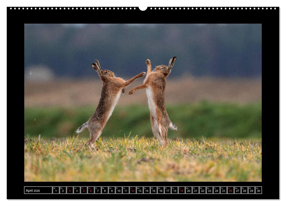 Feldhasen - Meister Lampe in Franken (CALVENDO Premium Wandkalender 2026)
