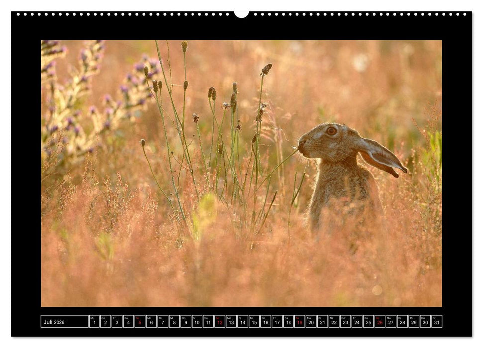 Feldhasen - Meister Lampe in Franken (CALVENDO Premium Wandkalender 2026)