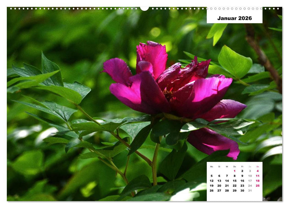 Zauber der Päonien-Blüte (CALVENDO Wandkalender 2026)