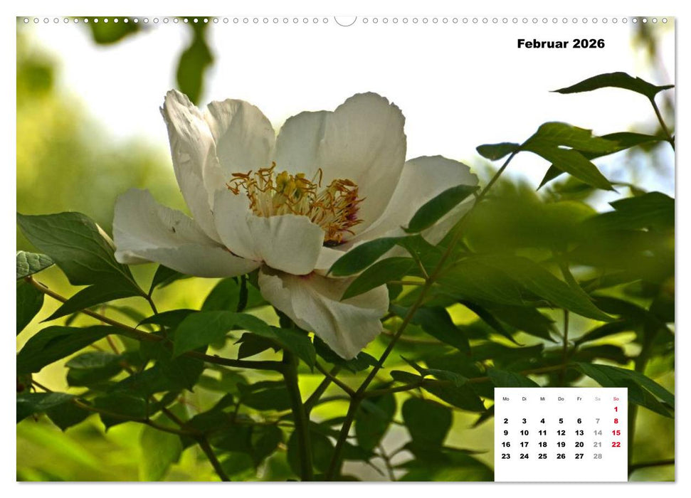 Zauber der Päonien-Blüte (CALVENDO Wandkalender 2026)