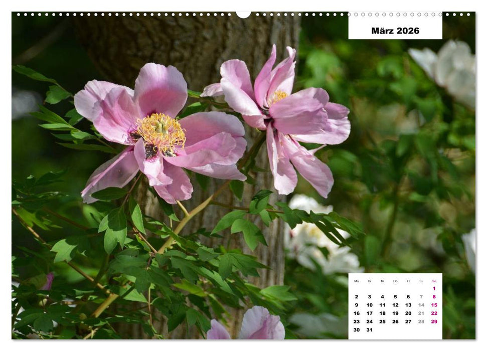 Zauber der Päonien-Blüte (CALVENDO Wandkalender 2026)
