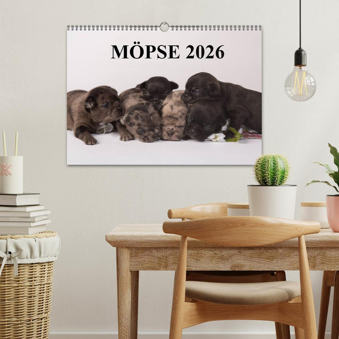 Möpse 2026 (CALVENDO Wandkalender 2026)