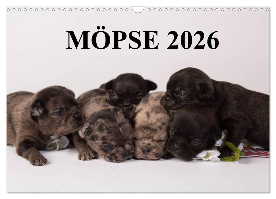Möpse 2026 (CALVENDO Wandkalender 2026)