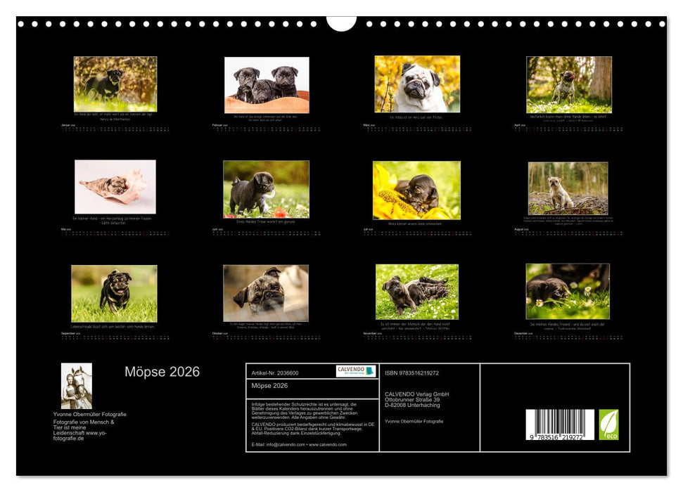 Möpse 2026 (CALVENDO Wandkalender 2026)