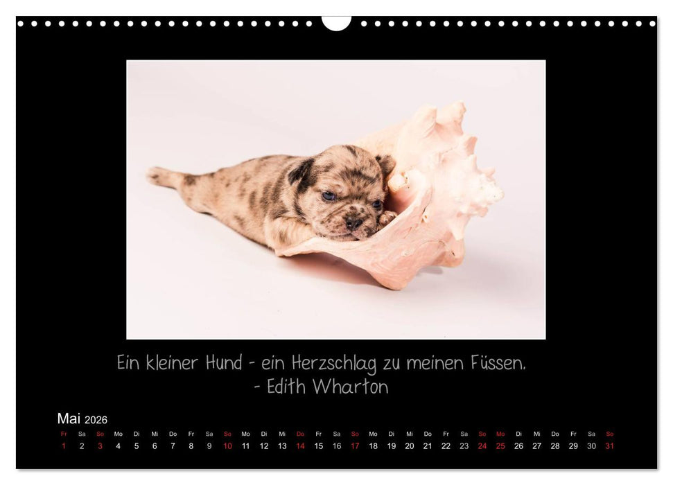 Möpse 2026 (CALVENDO Wandkalender 2026)