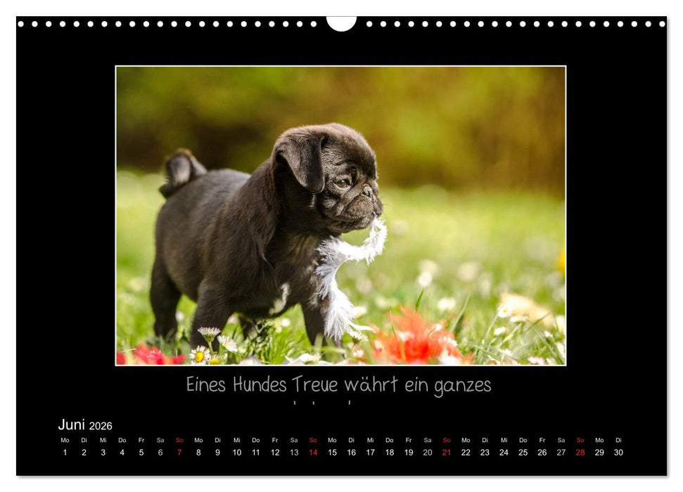 Möpse 2026 (CALVENDO Wandkalender 2026)