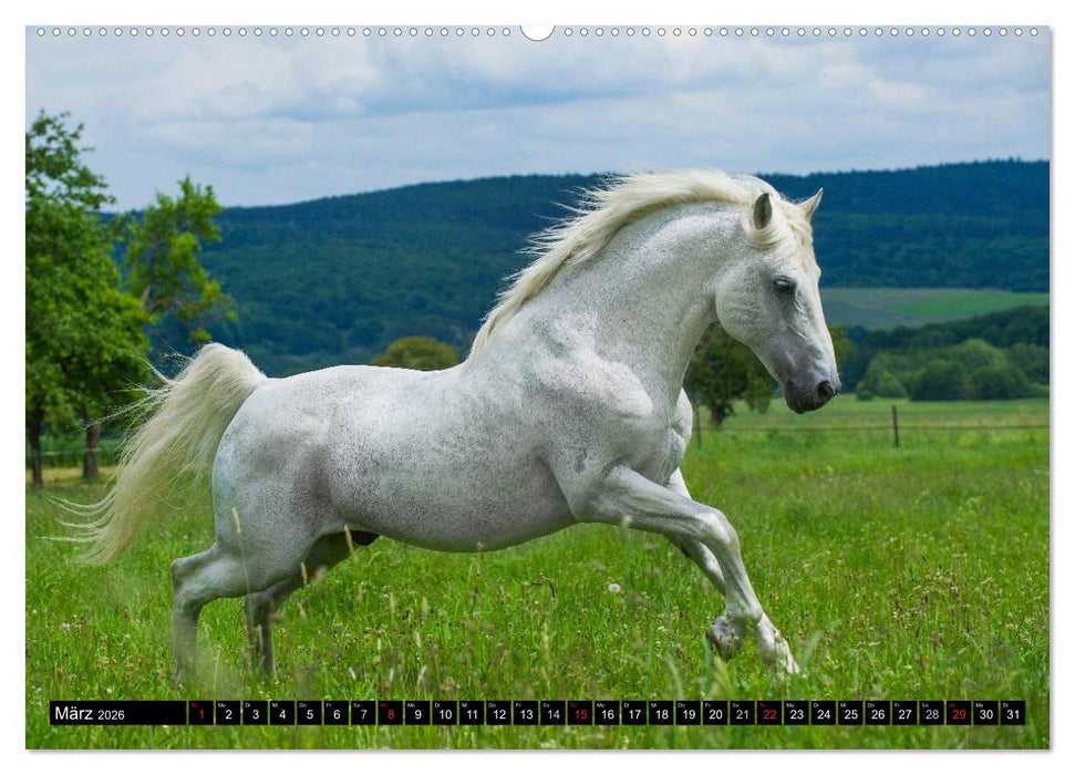 Welt der Pferde (CALVENDO Wandkalender 2026)