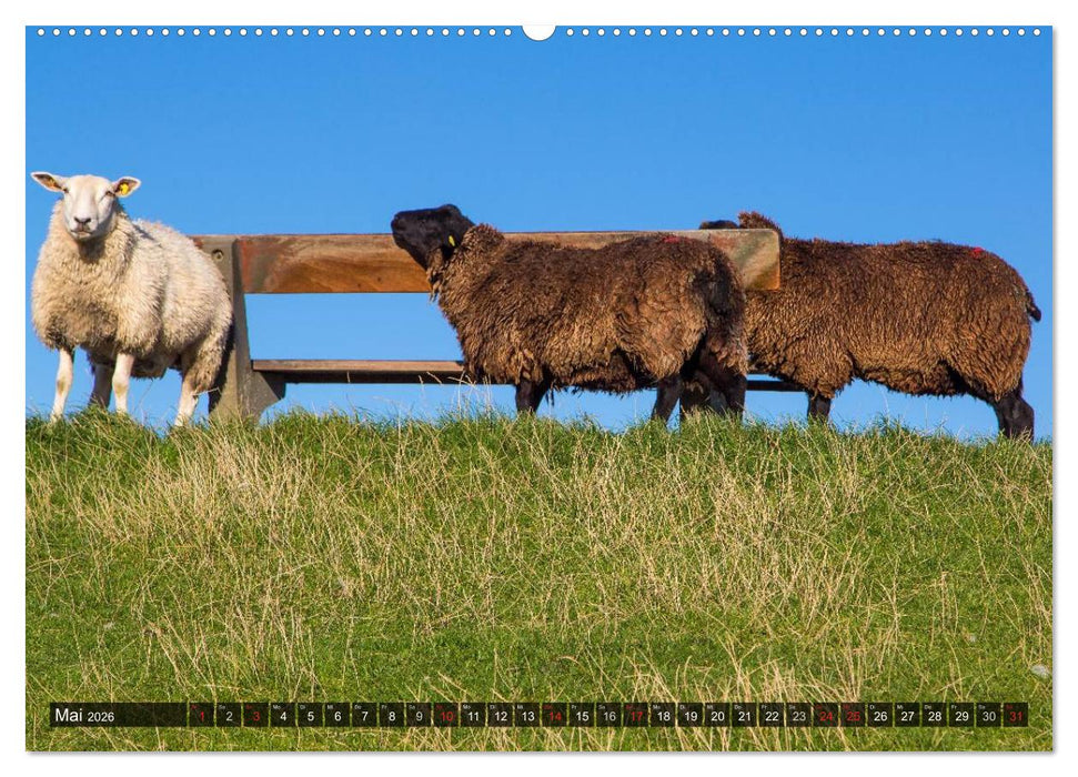 Pellworm 2026 (CALVENDO Wandkalender 2026)