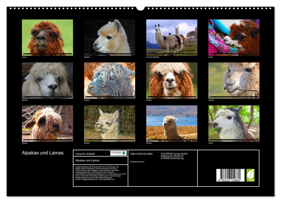Alpakas und Lamas (CALVENDO Premium Wandkalender 2026)