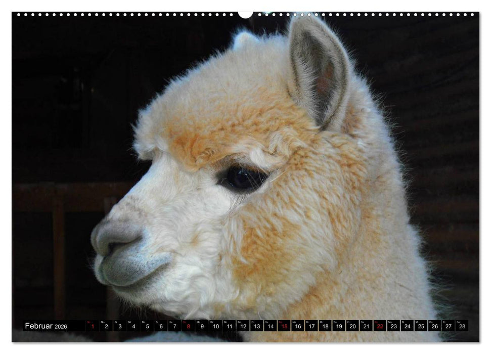Alpakas und Lamas (CALVENDO Premium Wandkalender 2026)