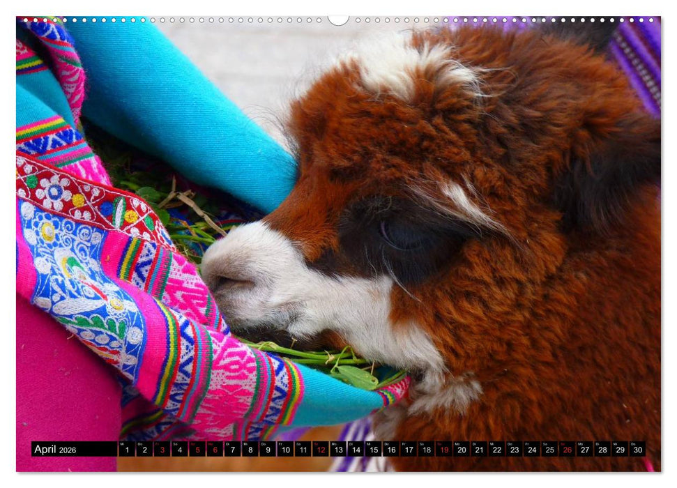 Alpakas und Lamas (CALVENDO Premium Wandkalender 2026)