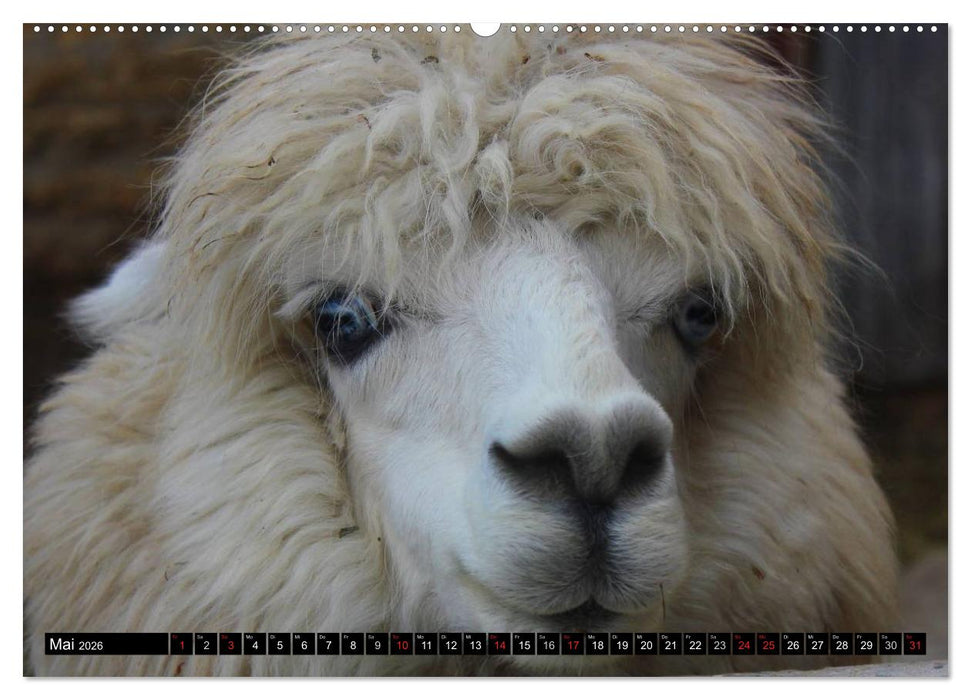 Alpakas und Lamas (CALVENDO Premium Wandkalender 2026)