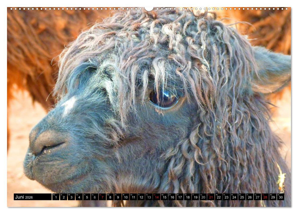 Alpakas und Lamas (CALVENDO Premium Wandkalender 2026)