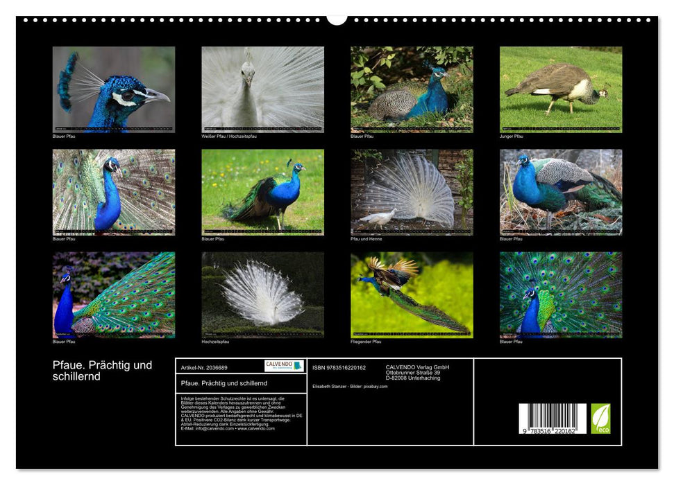 Pfaue. Prächtig und schillernd (CALVENDO Premium Wandkalender 2026)