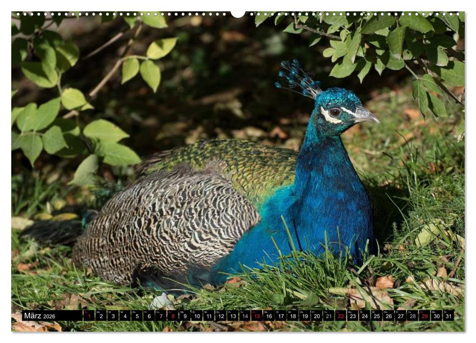 Pfaue. Prächtig und schillernd (CALVENDO Premium Wandkalender 2026)