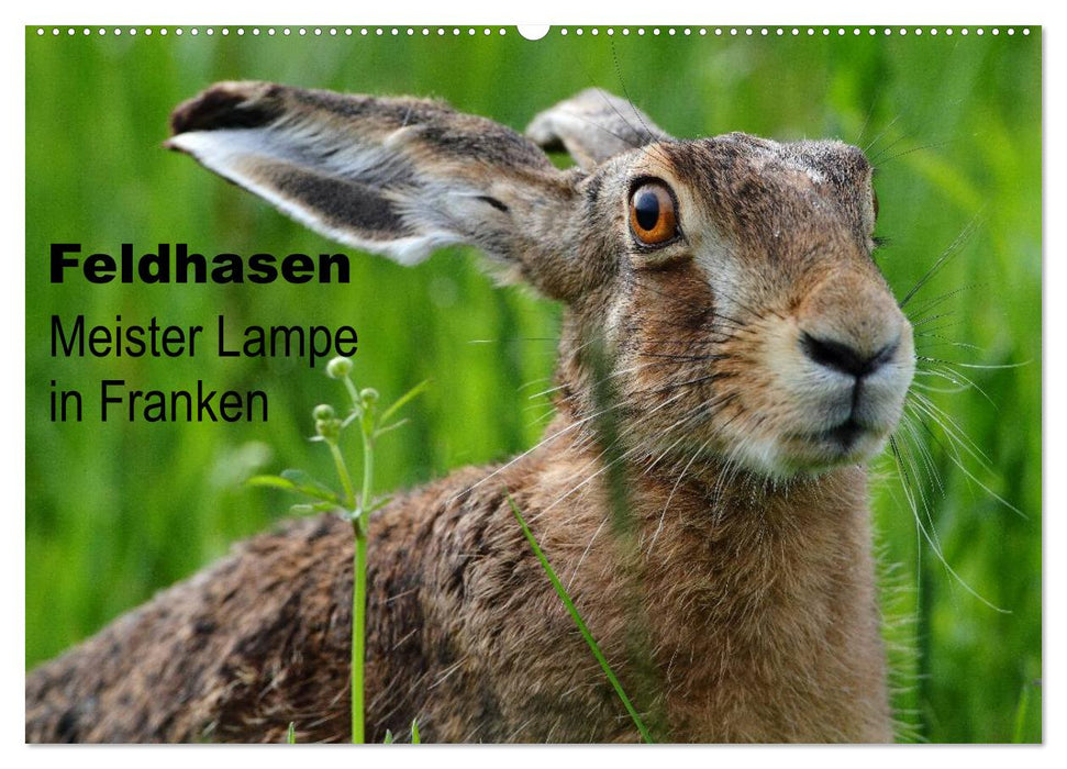 Feldhasen - Meister Lampe in Franken (CALVENDO Wandkalender 2026)