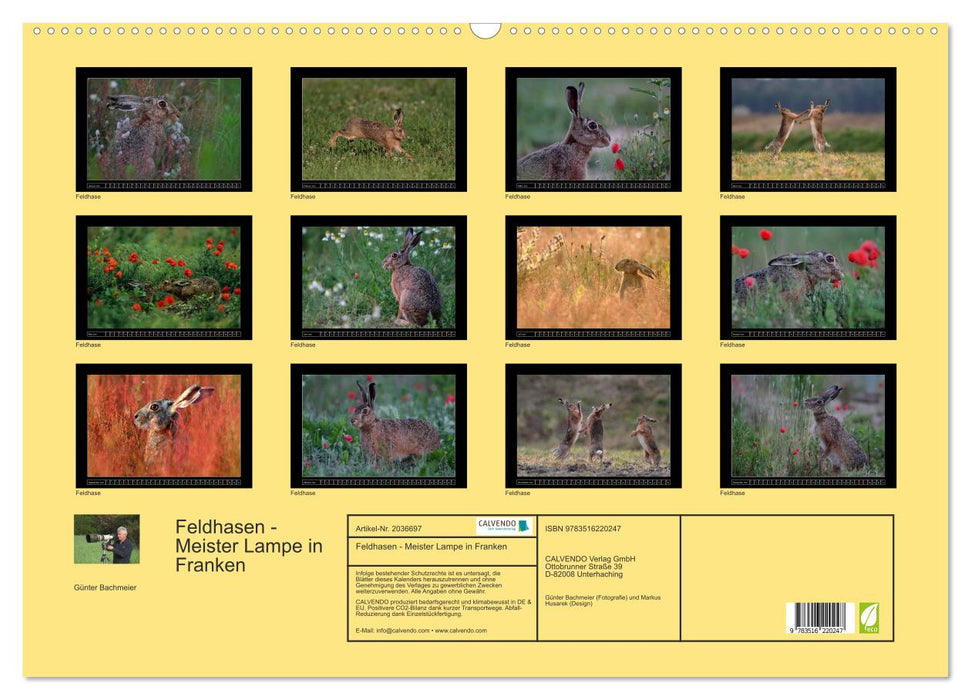 Feldhasen - Meister Lampe in Franken (CALVENDO Wandkalender 2026)