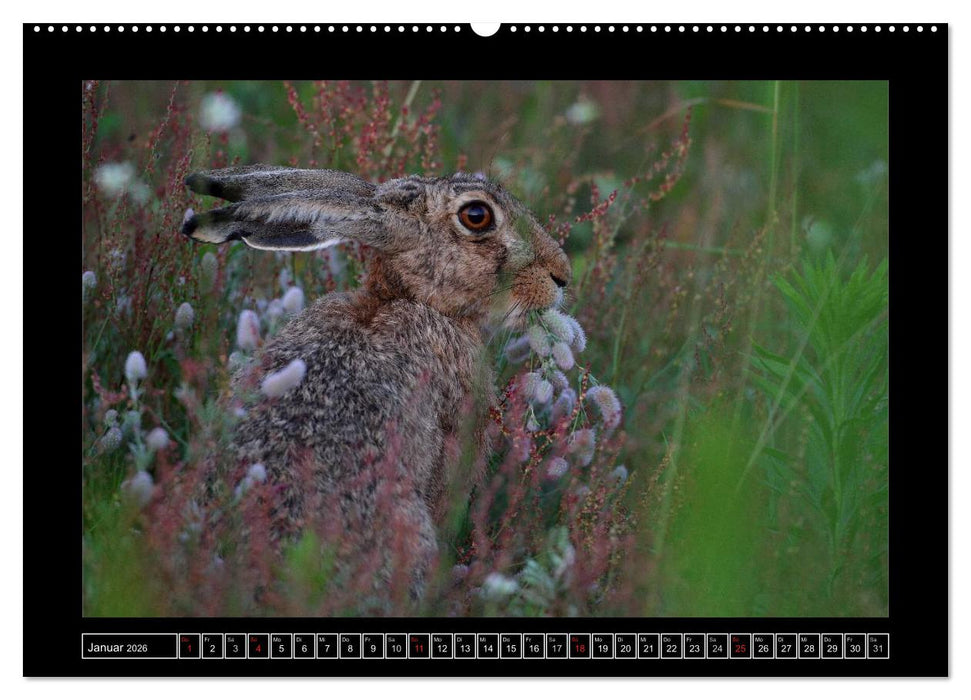 Feldhasen - Meister Lampe in Franken (CALVENDO Wandkalender 2026)