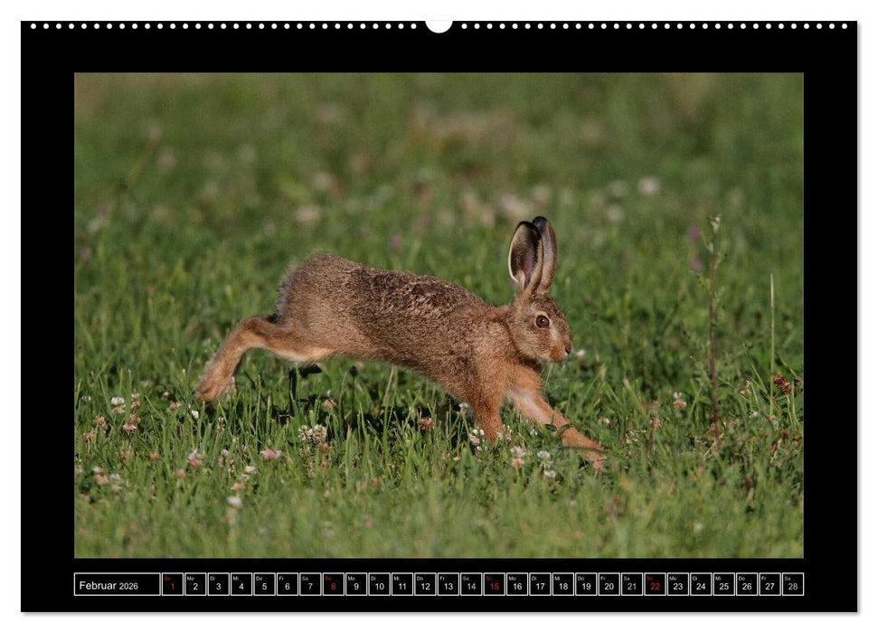 Feldhasen - Meister Lampe in Franken (CALVENDO Wandkalender 2026)